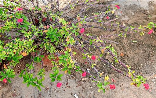  Plant